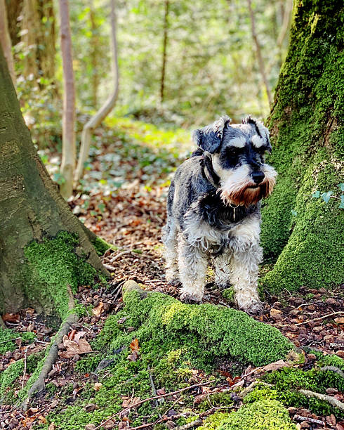 istock Dog in the woods 2206559175