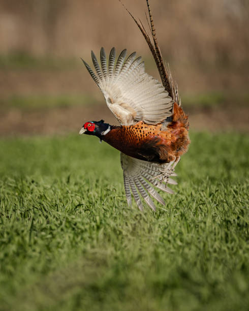 istock pheasants with beautiful plumage in nature 2206559734