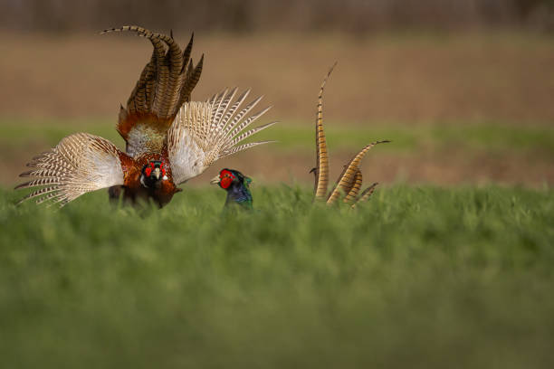 male pheasants with beautiful plumage in nature