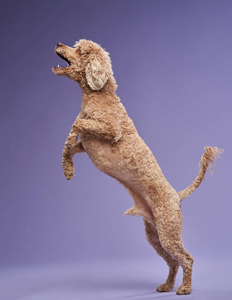 istock Poodle Jumping on a Purple Background 2206561851