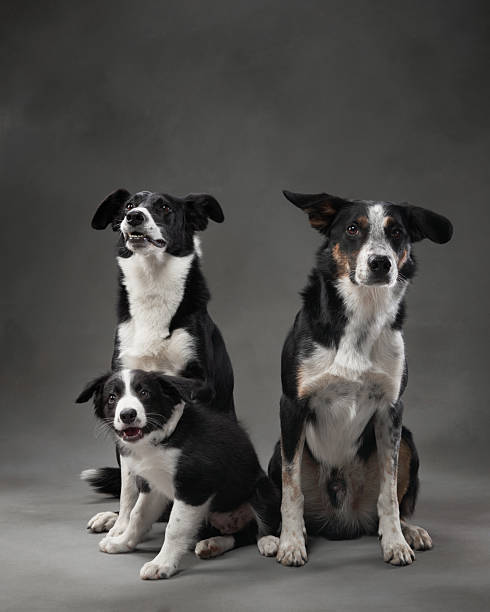 istock Border Collie Family Sitting 2206561886