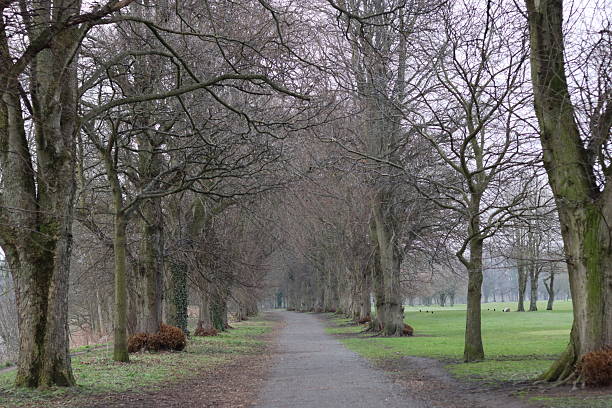 istock Path through an avenue of trees in a park in winter 2206568897