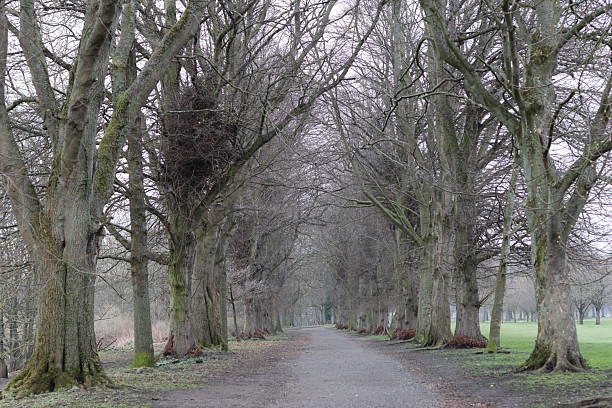 Path through an avenue of trees in a park in winter