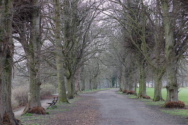 istock Path through an avenue of trees in a park in winter 2206568905
