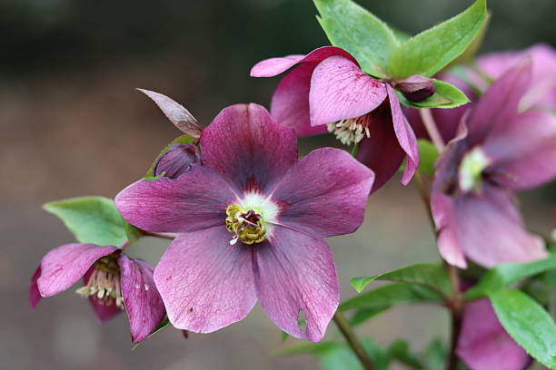 istock Pink and purple hellebore flowers in spring 2206568925