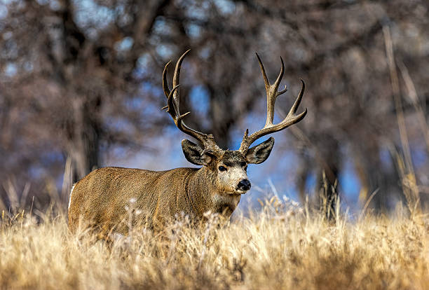 istock Rutting Mule deer in peak condition during the November rut. 2206569852