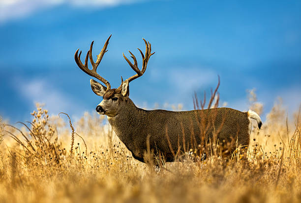istock Rutting Mule deer in peak condition during the November rut. 2206569919