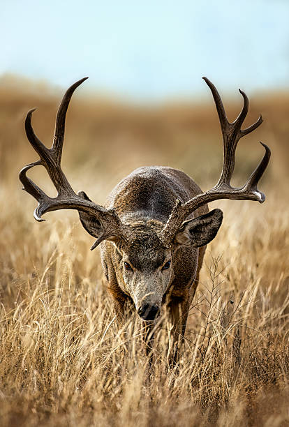 istock Rutting Mule deer in peak condition during the November rut. 2206570005