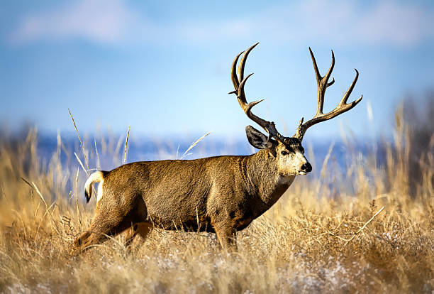 istock Rutting Mule deer in peak condition during the November rut. 2206571620