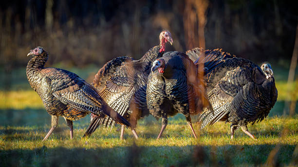 istock Group of Wild Turkeys in clearing 2206571803
