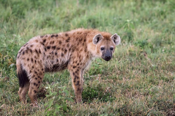 Spotted Hyena standing in a field waiting for lions so he can steal their food