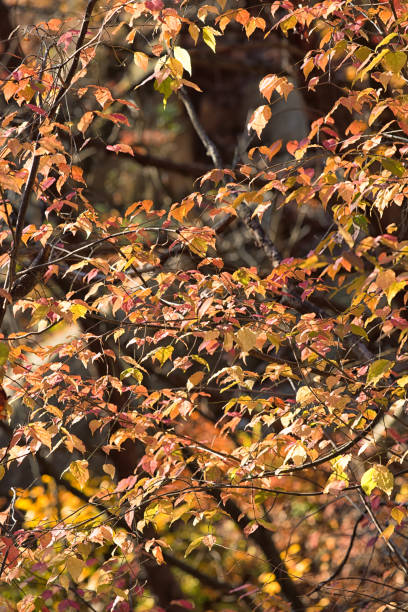 istock The Lights of Autumn Forest 2206573722