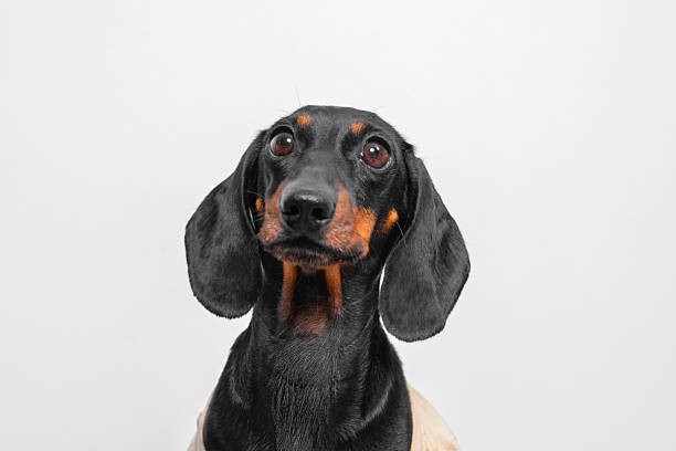 close-up of a dachshund with a curious expression. dog puppy black and tan markings stand out against the white backdrop, highlighting its glossy coat and attentive eyes