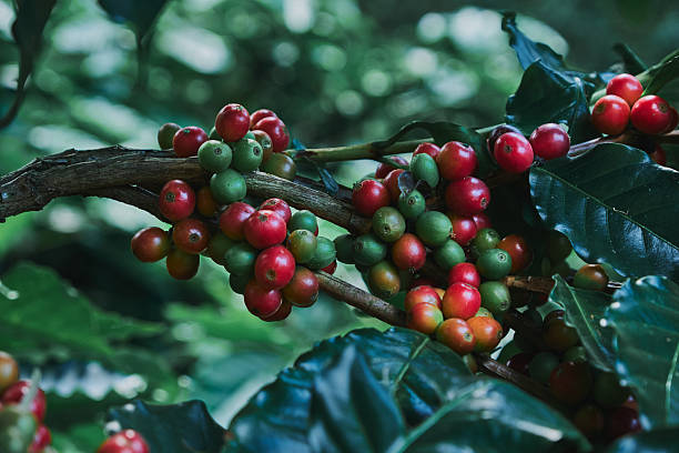 istock Fresh coffee beans on the branches of the coffee tree 2206578224