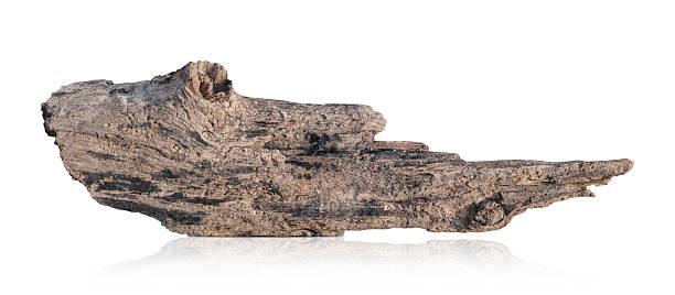 istock Tree trunk, branch tree dry cracked dark bark isolated on white background. clipping path 2206578275