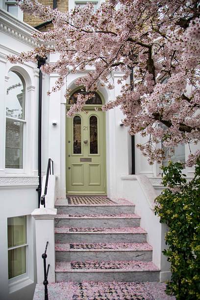 istock Cherry tree in bloom in front of a light green wooden door 2206579558