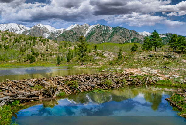 Beaver Dam in the San Juan Mountains, San Juan National Forest, Colorado