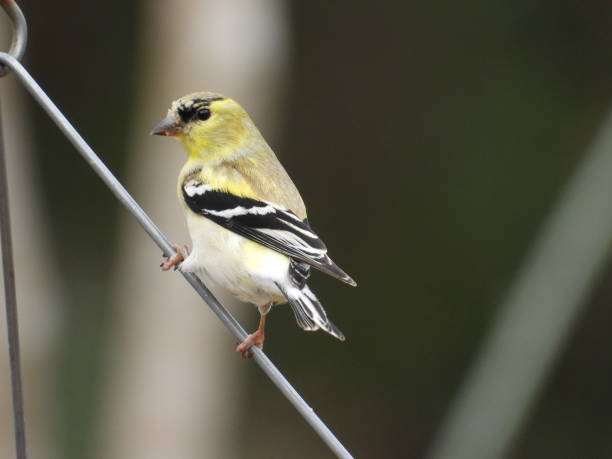 istock American Goldfinch 2206581124