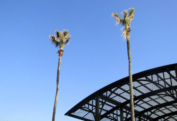 istock Roof and two palm trees. 2206581890