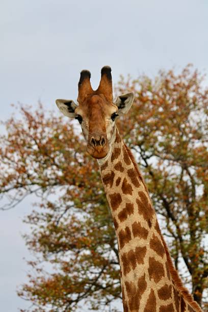 African Giraffe looking at camera