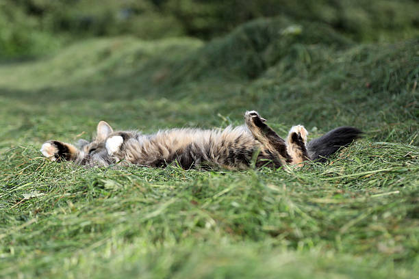 A small cat rolls around happily in the hay