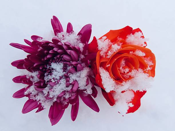colorful flower in the snow