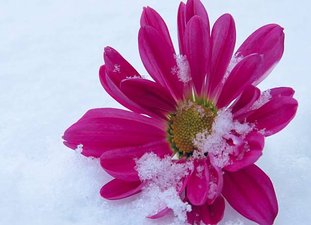 colorful flower in the snow