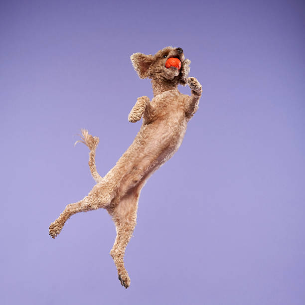 A dog jumping to catch a frisbee.