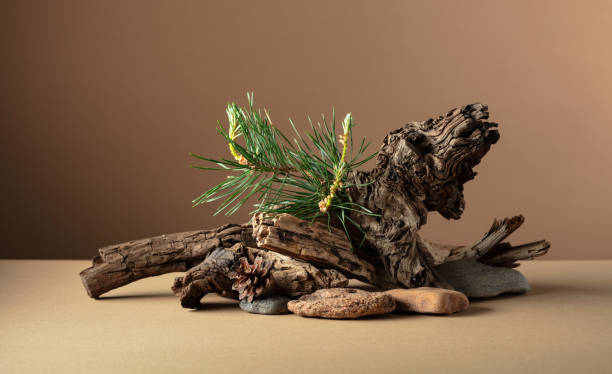 istock Abstract nature scene with a composition of pine branches, stones, and dry snags. 2206586534