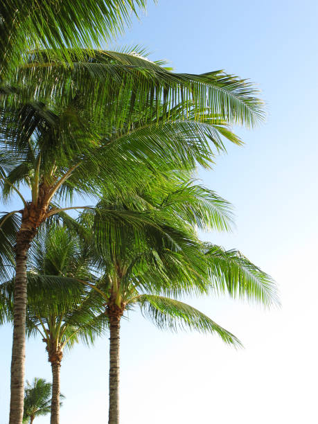 Green palm trees sway gently under the bright blue sky, showcasing the natural beauty of a tropical environment. The leaves glisten in the sunlight, representing serenity, nature, and relaxation of a peaceful paradise.