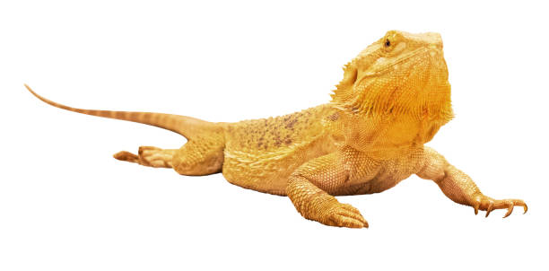 istock Bearded dragon basking under bright light in a terrarium during midday 2206587039
