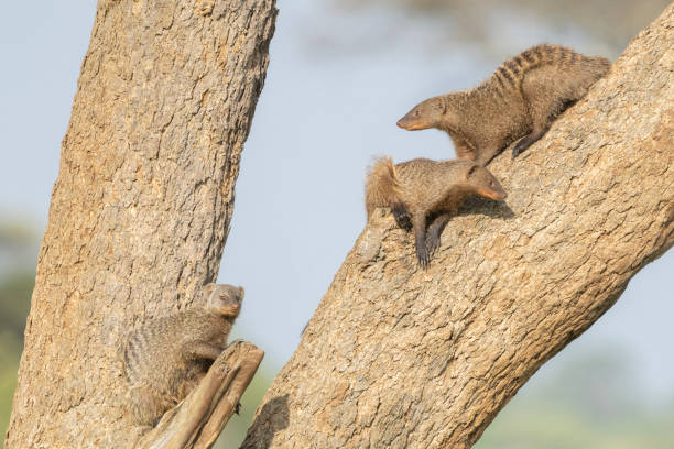 Three Banded Mongooses, Mungos mungo, looking out from  a tree in Tarangire National Park, northern Tanzania, East Africa.
