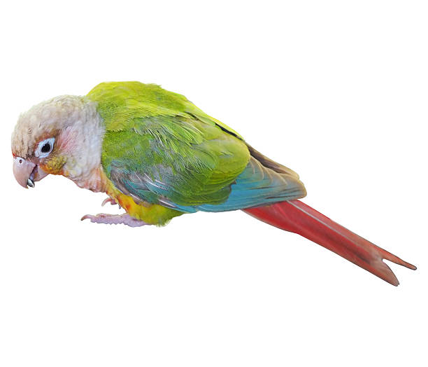 Exotic green-cheeked parakeet is sitting on a polished wooden table in the room, eating nuts. The parakeet is captured in close-up, showcasing its vibrant plumage and sharp curved beak. The reflection of the bird is clearly visible on the table surface.