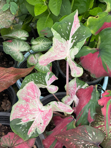 istock green Caladium bicolor plant in the garden 2206599452