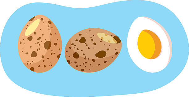 Raw Quail Eggs and Hard Boiled Cooked Egg Vector Illustration Many spotted bird eggs full of protein and other nutrients quail egg cartoon stock illustrations