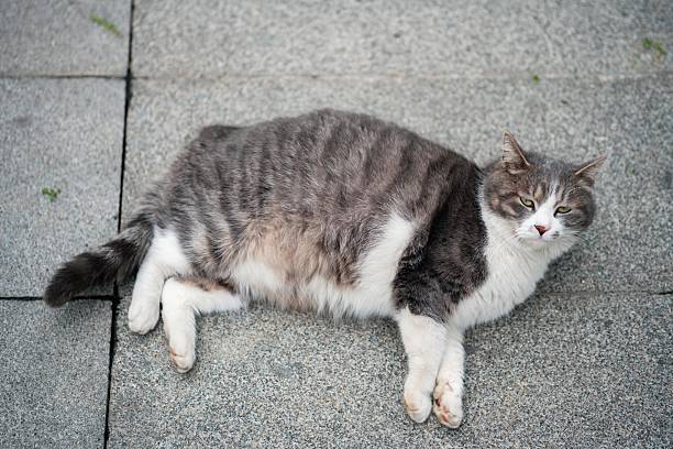 Portrait of a beautiful white grey cat resting