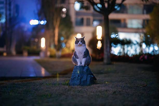 At night, a British Shorthair cat is sitting on a stone