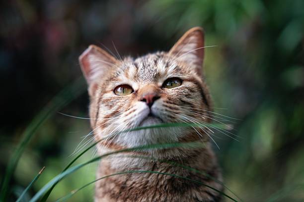 A TNR cat stands in the grass, looking upward