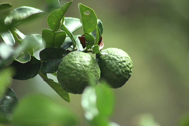 istock The Kaffir Lime.
Indonesian Jeruk Purut. 2206601011