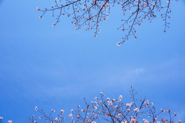 Looking up at natural frame of blossoming cherry branches in springtime