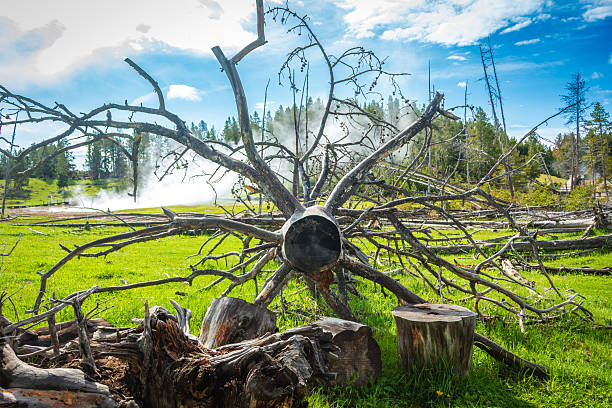 istock Dead tree at Yellowstone National Park 2206603260