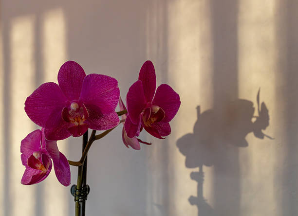 istock Purple moth orchid blossoms with wall shadows 2206603885