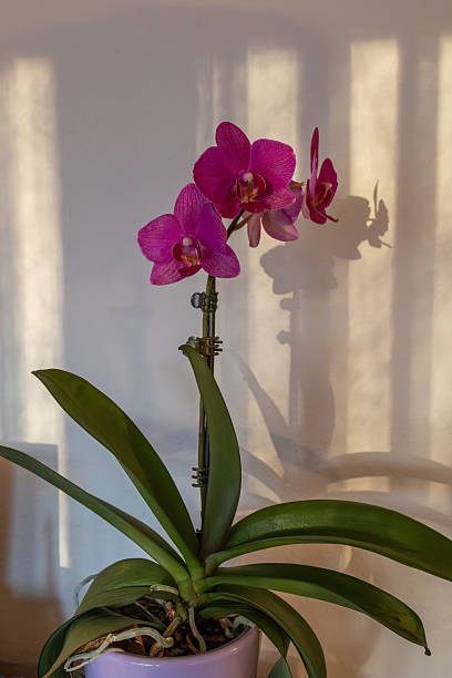 istock Purple moth orchid blossoms with wall shadows 2206603886