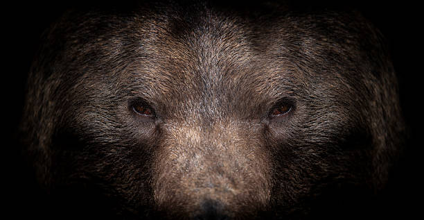 istock Brown bear portrait captured from the darkness with a dramatic black background emphasizing its features 2206604165