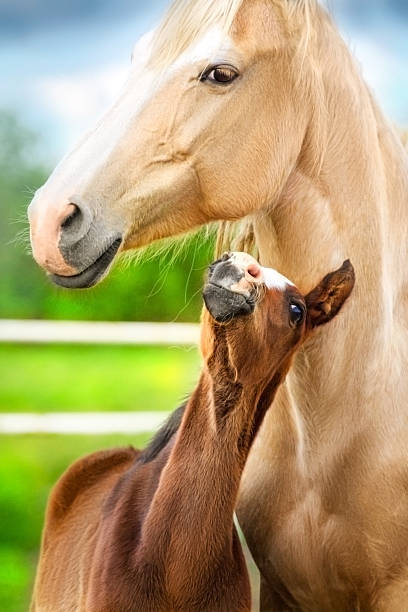 istock Foal and mare in summer field 2206604508