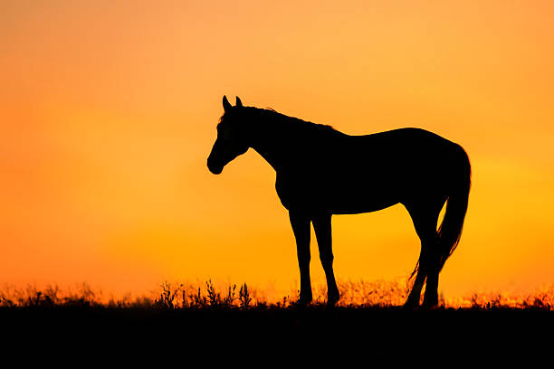 istock Horse silhouette close up 2206604509