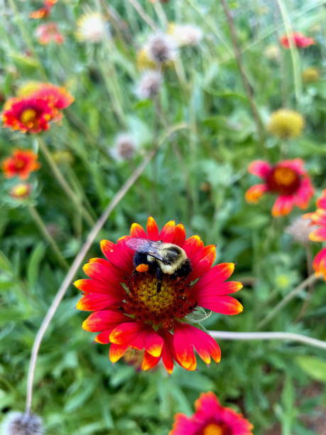 A Common Eastern Bumblebee (bombus impatiens) with pollen on its legs feeds on a colorful flower in a field of wildflowers on a summer day.