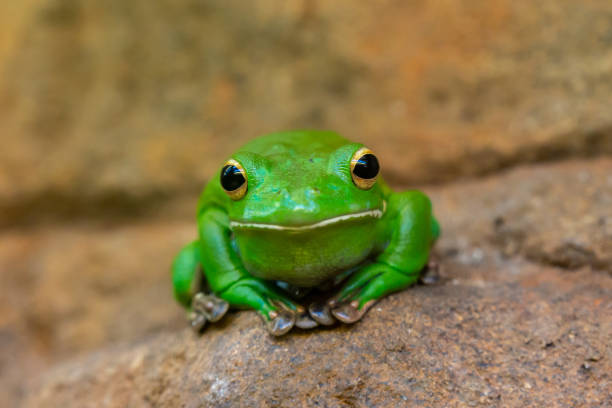 istock An Australian green tree frog (Litoria caerulea) rests on a damp branch on the rainforest floor, surrounded by fallen leaves and moss 2206605382