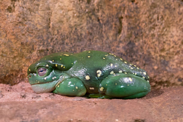 A vibrant Magnificent Tree Frog (Litoria splendida) sits motionless on a moss-covered branch, blending seamlessly with the rainforest floor.