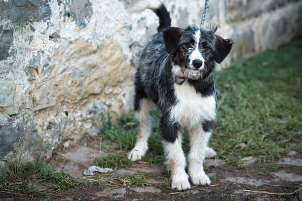A dog out of a kennel looks at us